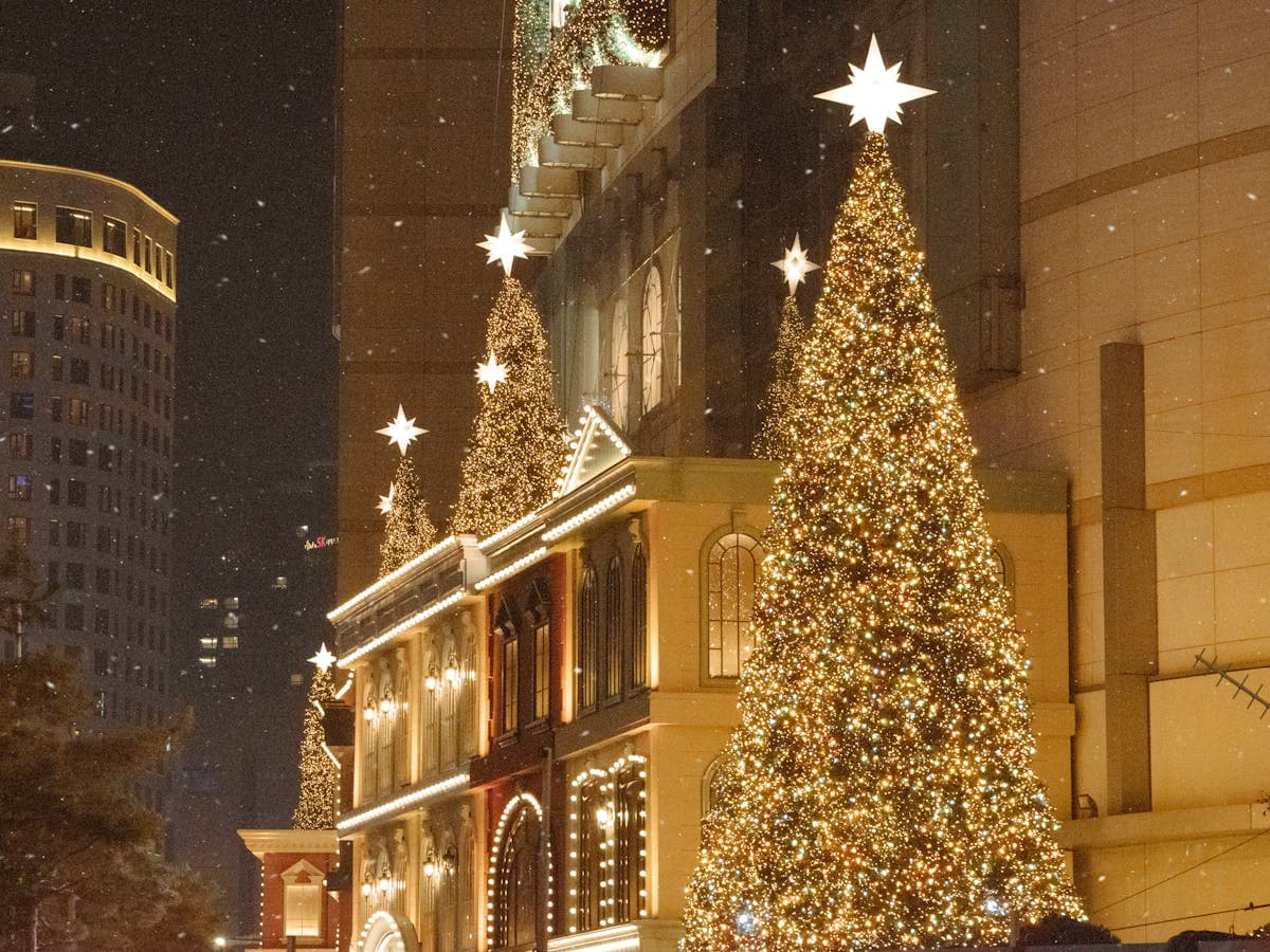 Grand commercial Christmas trees illuminated at night in a city setting