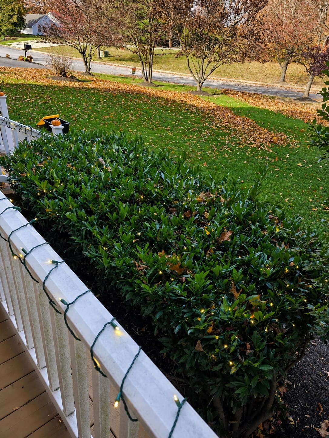 Warm-white mini lights installed through evergreen shrubs in Hummelstown, Pennsylvania