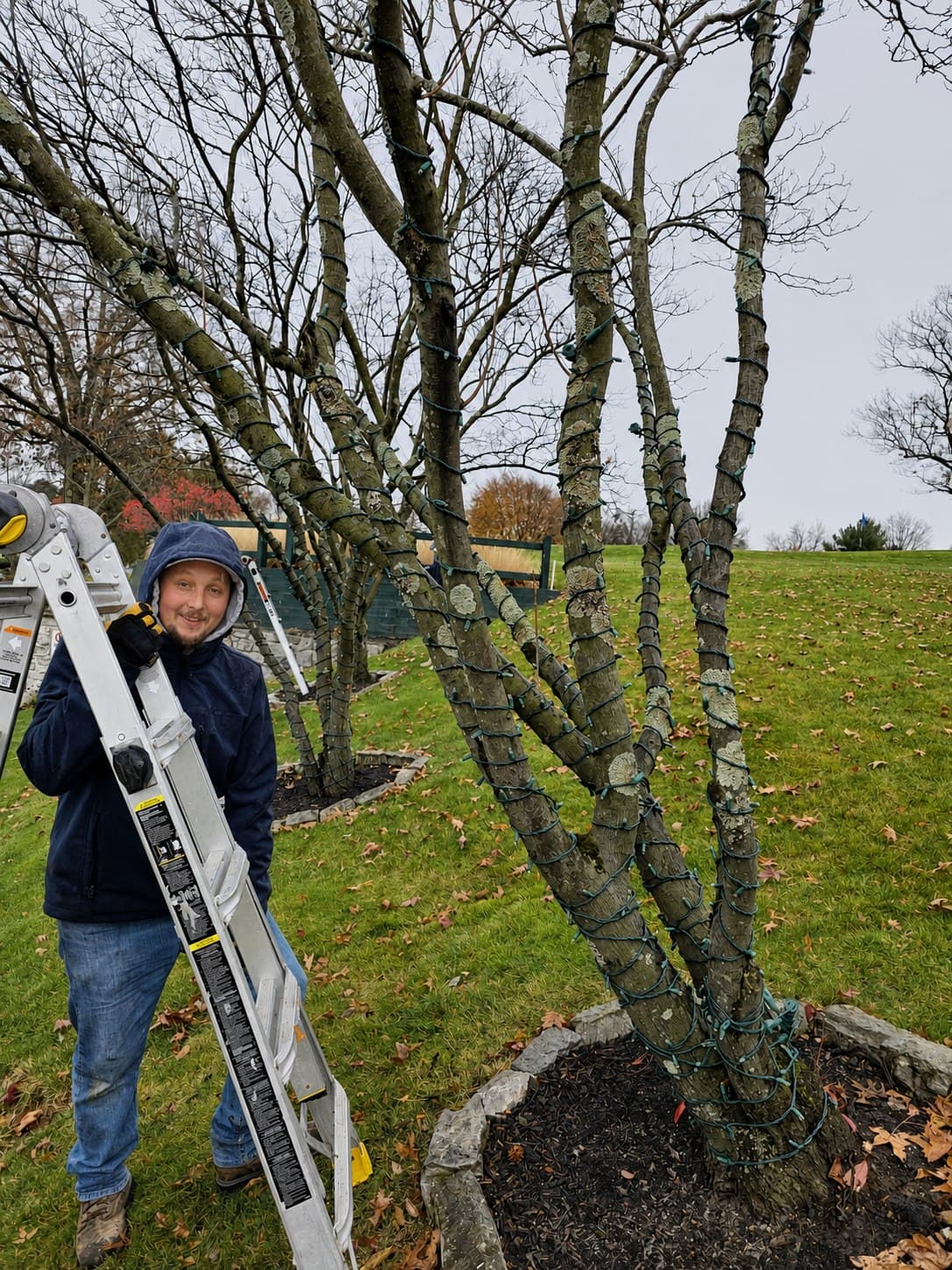 Penn Holiday Lights installer wrapping a mature tree with mini lights in Mechanicsburg, Pennsylvania